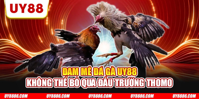 Đam mê đá gà UY88 không thể bỏ qua đấu trường Thomo
