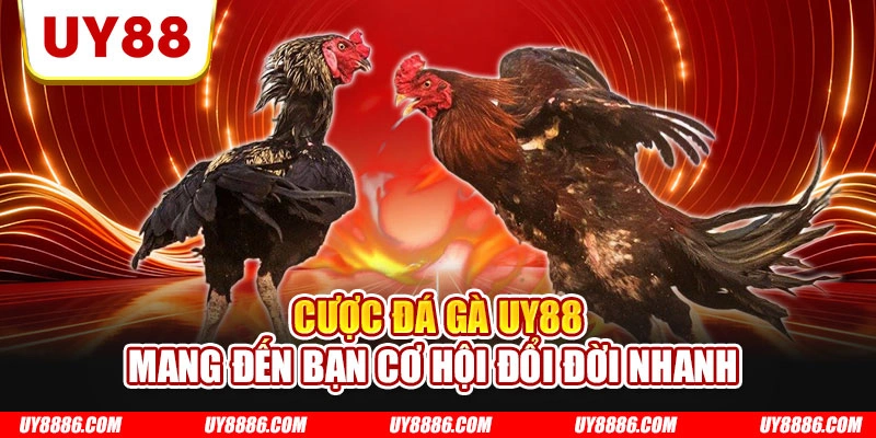 Cược đá gà UY88 mang đến bạn cơ hội đổi đời nhanh